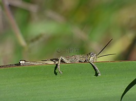 orthopteron,蝗蟲,葉