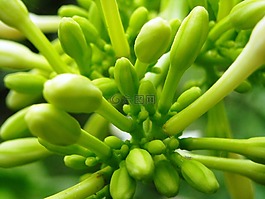 木瓜,芽,鮮花