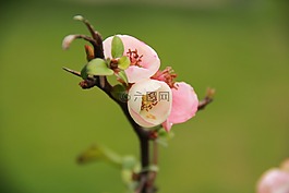 花,风景,花枝