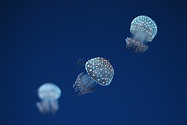 海蜇,水族館,水下