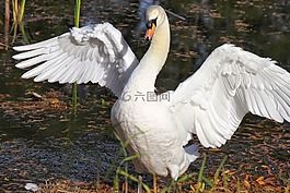 鳥,天鵝,自然
