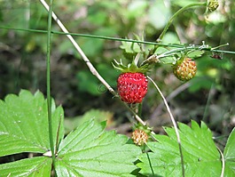 草莓,夏季,野生