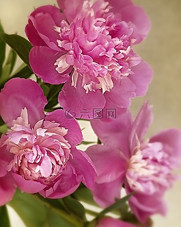 鮮花,牡丹,粉紅色