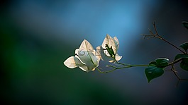 花,白,春