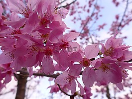 櫻花,拉拉山,二月