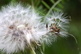 蒲公英,飞行的种子,种子