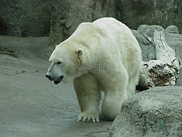 北極熊,動物園,極性