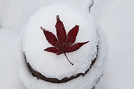 秋天的树叶,雪,冬季