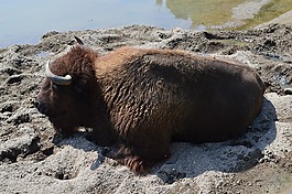 羚羊,動(dòng)物,動(dòng)物園