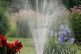 花園,水,草坪