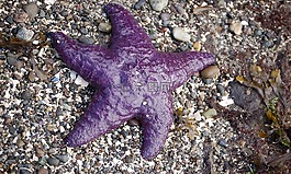 海洋之星,星魚,紫色的魚