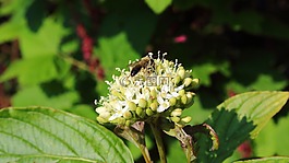 蜜蜂,開花,昆蟲