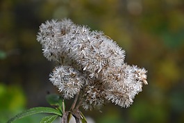 秋季,秋花,廠