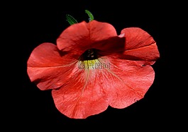矮牽牛,花,開花
