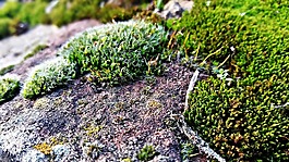 植物,苔蘚,性質(zhì)