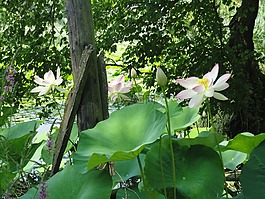 睡蓮,百合,植物