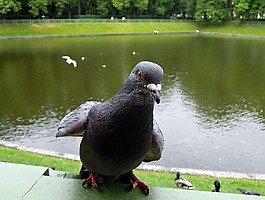 鴿子,視圖,鳥