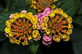 lantane,開花,關(guān)閉