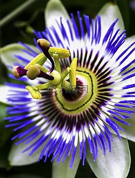 西番蓮,開(kāi)花,關(guān)閉