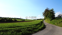 路,樹,天空
