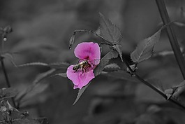 花,蜜蜂,粉紅色