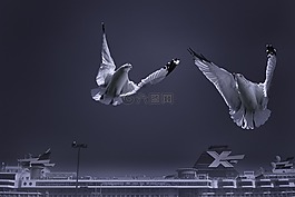 海鷗,鳥,動物