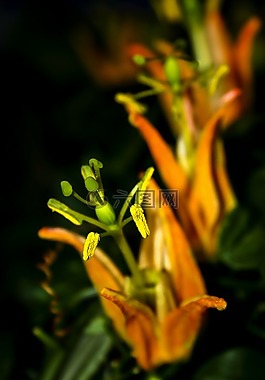 西番蓮,開(kāi)花,關(guān)閉