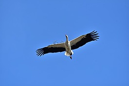 鸛,天空,飛