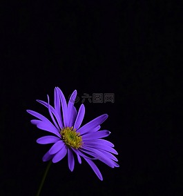 花,開(kāi)花,紫