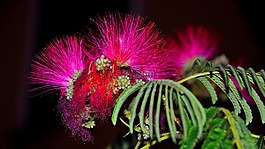 含羞草,selyemakác,花卉