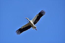 鸛,天空,飛
