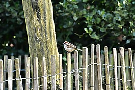 麻雀,鳥(niǎo),斯珀林