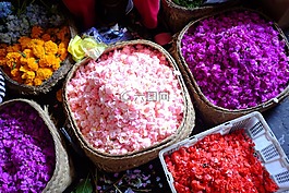 鮮花,花瓣,開花