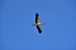 鸛,天空,飛