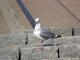 鷗,鳥,動(dòng)物