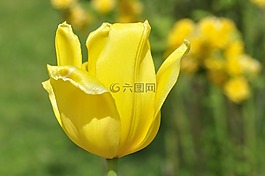 郁金香,花,開花