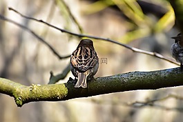 麻雀,鳥(niǎo),斯珀林