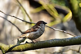 麻雀,鳥,斯珀林