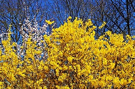 連翹,forsythienbusch,布什