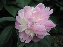 牡丹,鮮花,植物區(qū)系