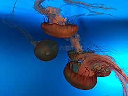 海蜇,水族館,休息
