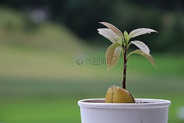 牛油果,植物,種子