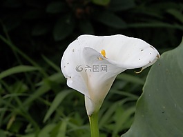马蹄莲莉莉,花,白