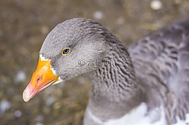 鵝,鳥,灰色