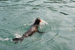 foka,动物园,海狮