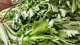 叶,芹菜,分支机构