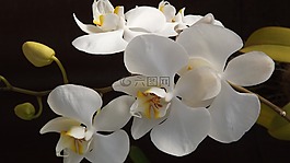 orquidea,花卉,愛情