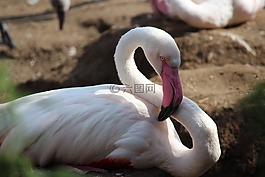 動(dòng)物園,火烈鳥,鳥