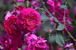 花,植物區(qū)系,自然