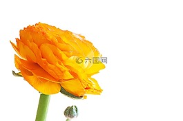 毛茛屬植物,花,開花